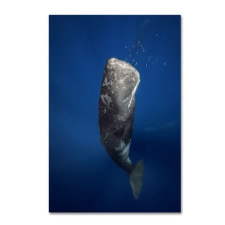 Barathieu Gabriel 'Candle Sperm Whale' Canvas Art,30x47